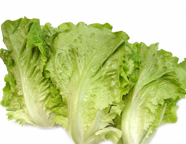 生菜 Chinese lettuce