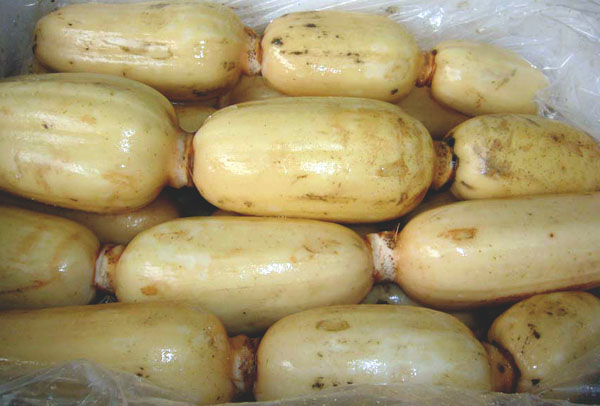 莲藕 Lotus Root