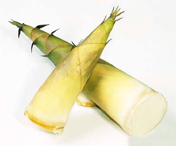 竹笋 Bamboo Shoot