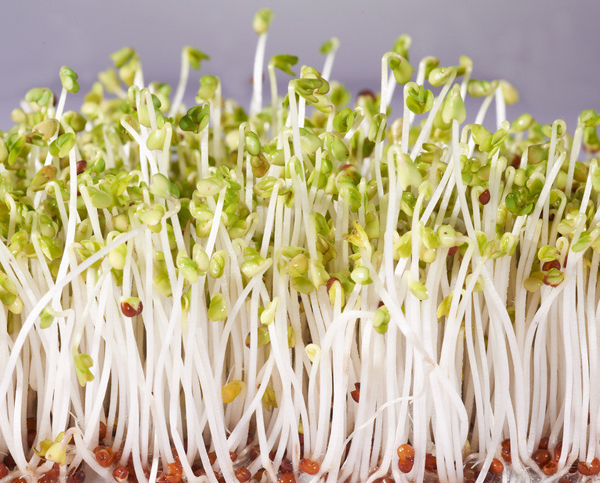 绿豆芽 Bean Sprout