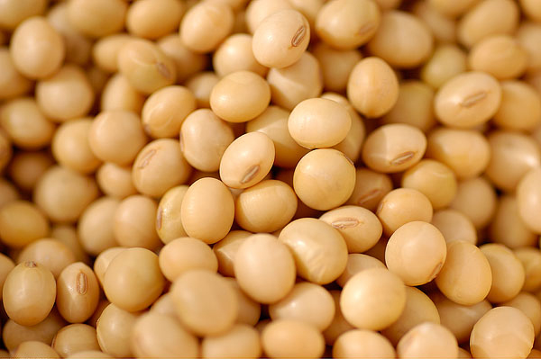 黄豆 Soy Bean