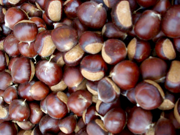 板栗 Chestnut