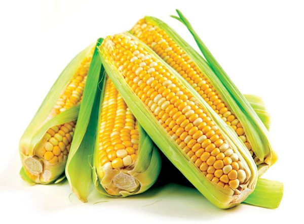 玉米 Sweet Corn