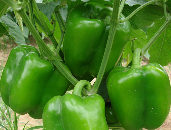青圆椒 Green Bell Pepper