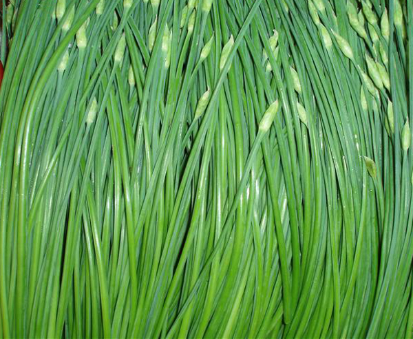 韭菜花 Leek Flower