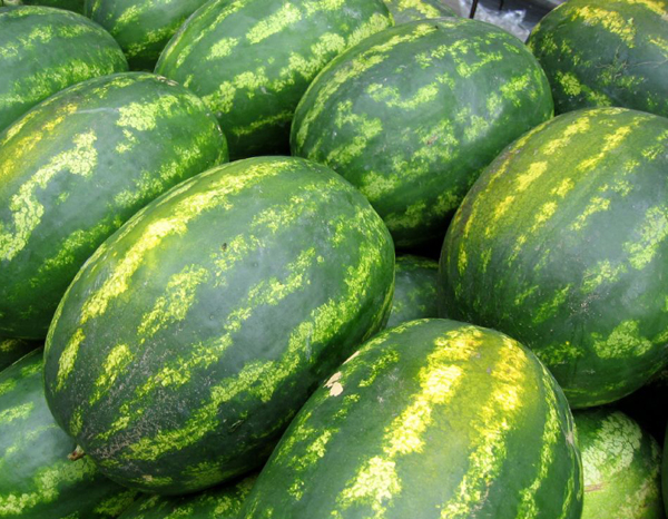 西瓜 Water Melon