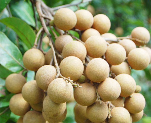 龙眼/桂圆 Longan