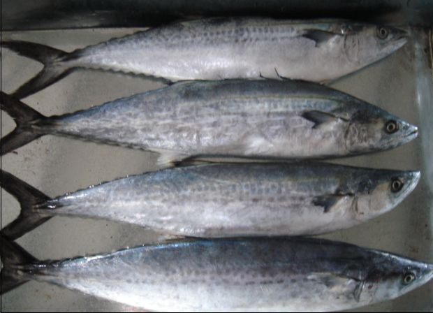 马鲛鱼 Mackerel Fish